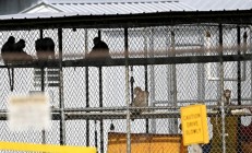 美媒：南卡罗来纳州一医学研究机构43只“出逃实验猴”已全部被捉回
