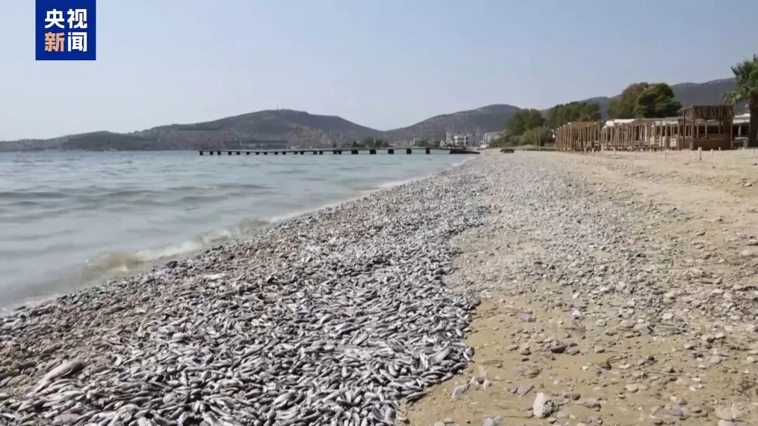 整座城市恶臭逼人！上百吨死鱼堵塞希腊港口，这个旅游胜地进入紧急状态